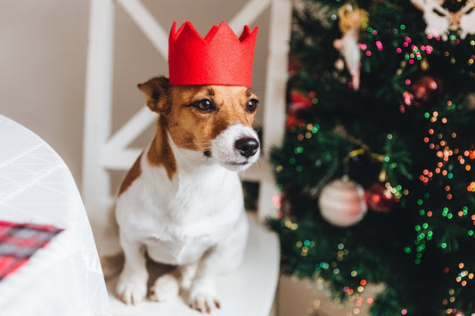 01/2023 Newsletter - Relaxing time with your furry loved ones - Okidogi.store