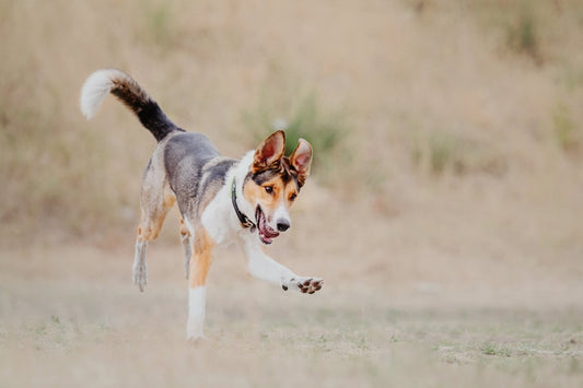 03/2023 Newsletter - New week and new adventures with our furry family members - Okidogi.store