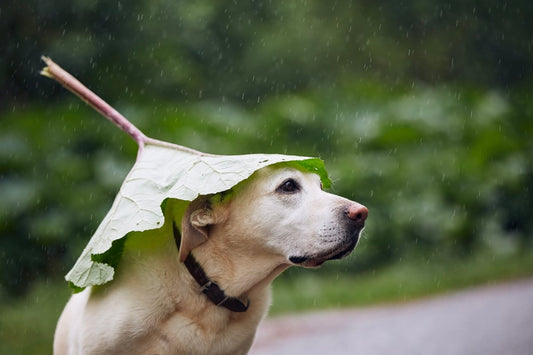 50/2022 Newsletter - It´s raining cats and dogs! - Okidogi.store