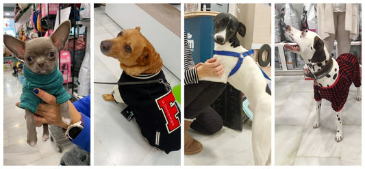 52/2022 Newsletter - We have received so much this year! - Okidogi.store