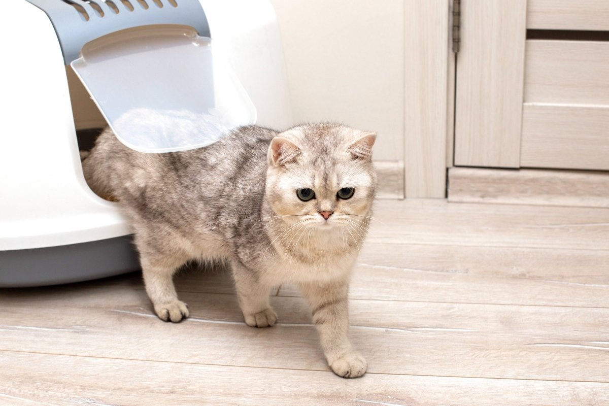 Replacement flap for cat best sale litter tray