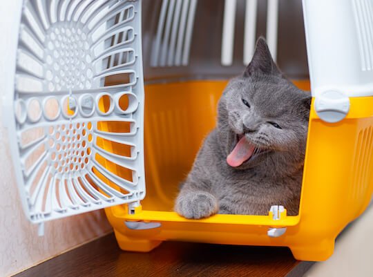 Transportínes para Gatos