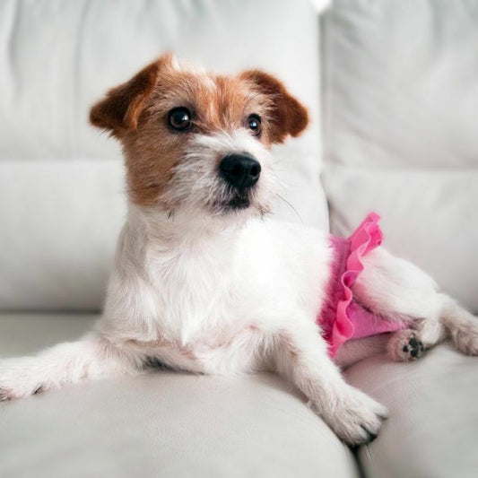 Finnero Ballerina Braguitas para Perros en Celo – Protección Chic y Cómoda