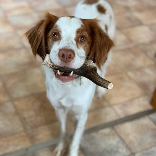 Reindeer Antler bundle 145-155g - Okidogi.store