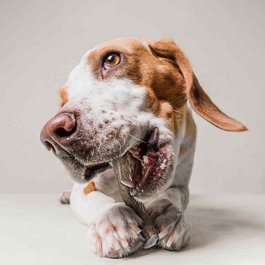 Reindeer Antler bundle 145-155g - Okidogi.store