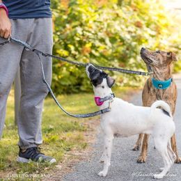 Finnero Ocean Sport Double Leash - Okidogi.store