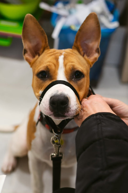 Flamingo Easy Leader - Okidogi.store