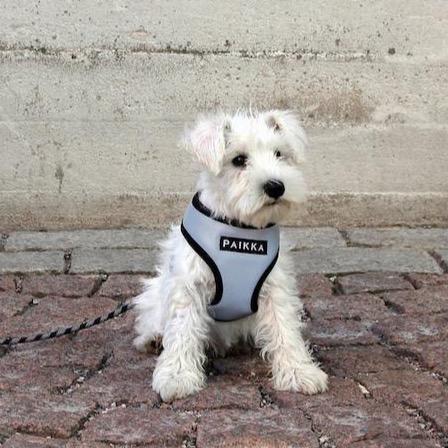 Westie harness 2024