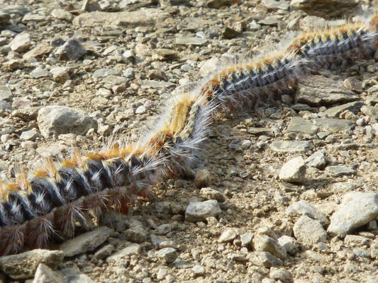 Pine Processionary Caterpillars - Okidogi.store