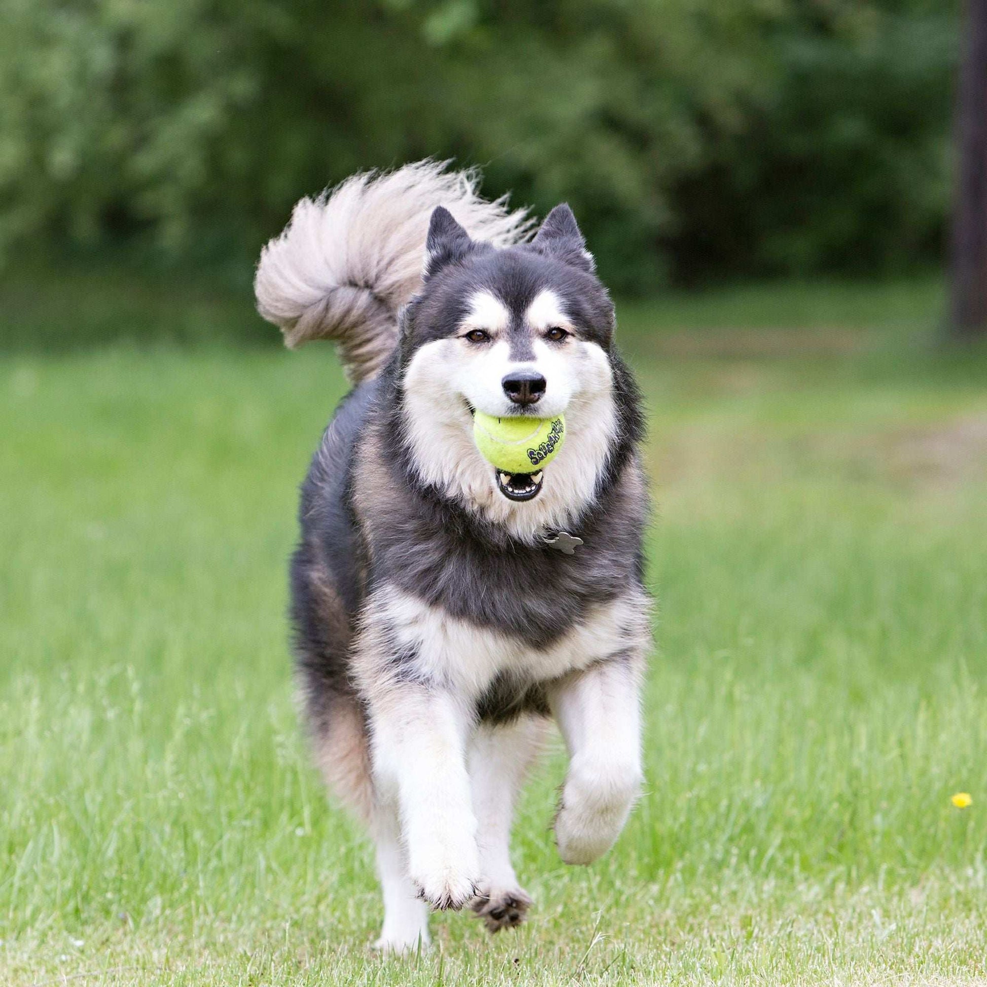 KONG Squeakair Dog Toy – Squeaky Tennis Ball for Endless Play