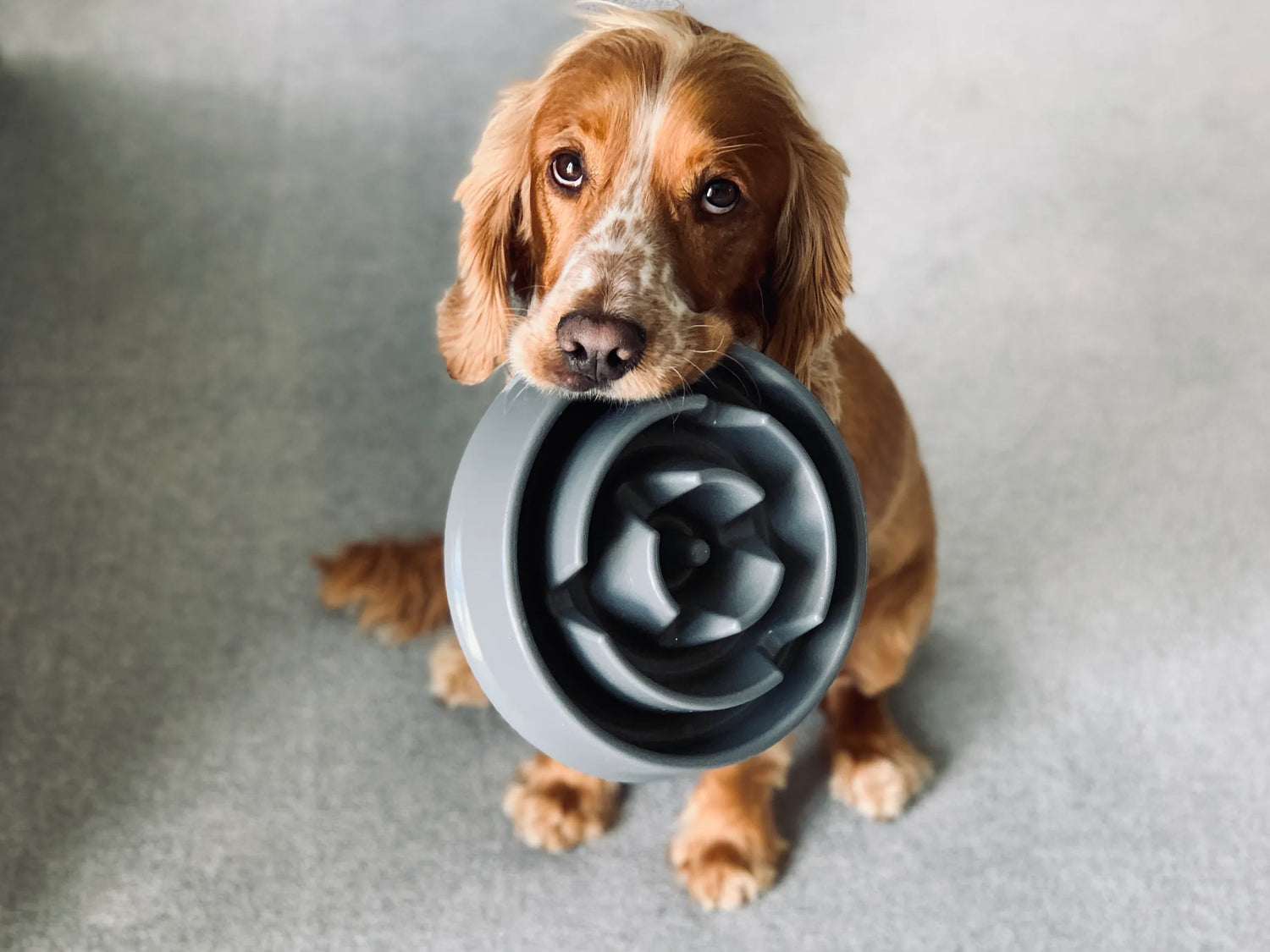 Dog Bowls