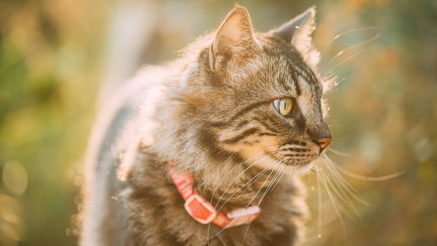 Collares & Correas para Gatos