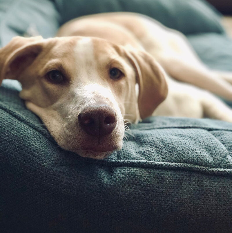 Dog Calming & Relaxing