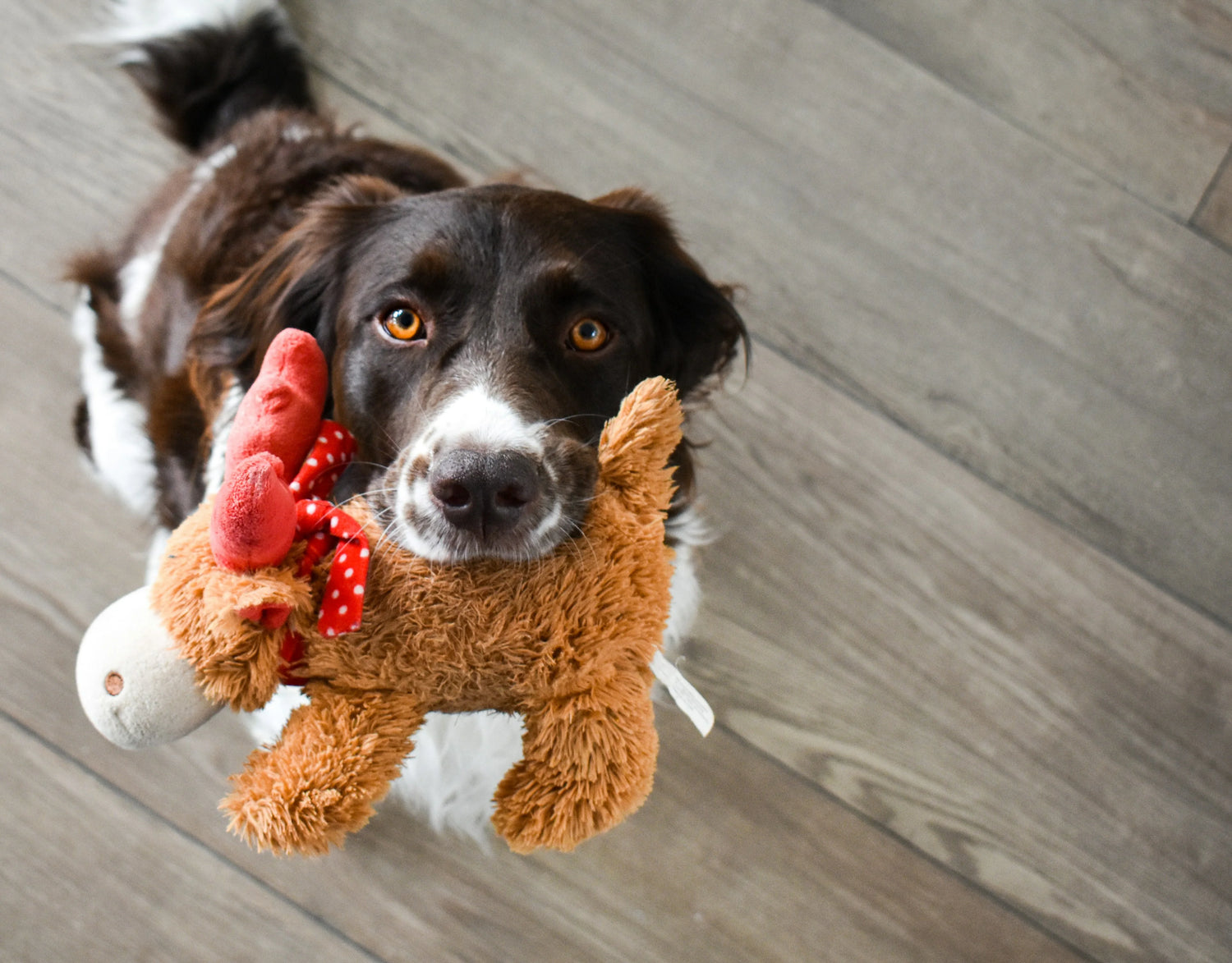 Juguetes para perros