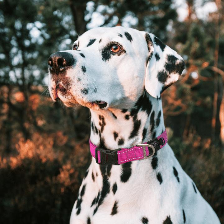 Collares para Perros