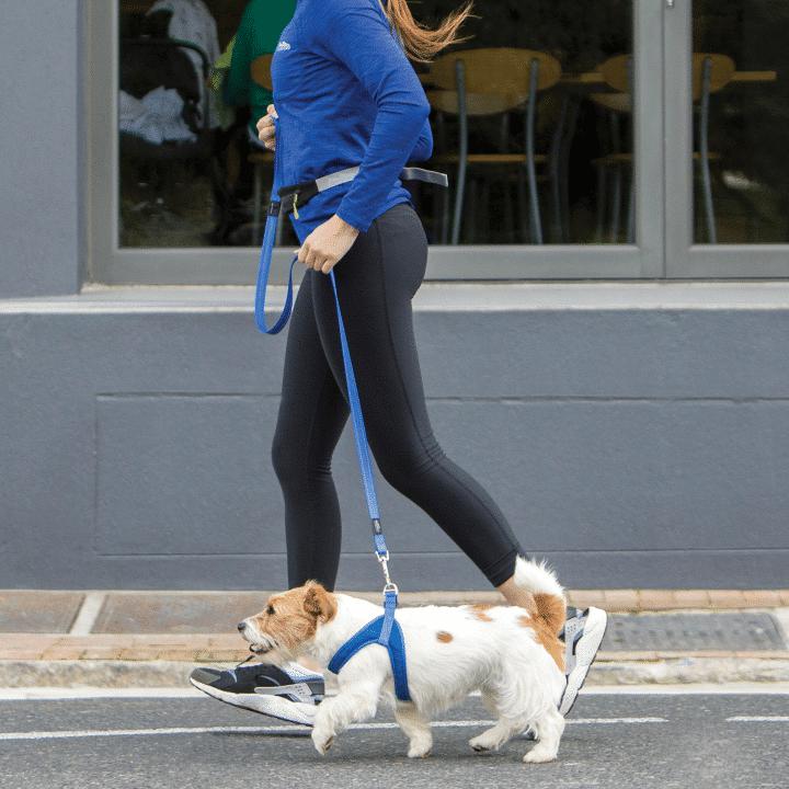 Correas para perros