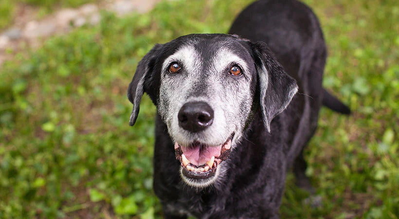 Dog Dry Food - For Seniors