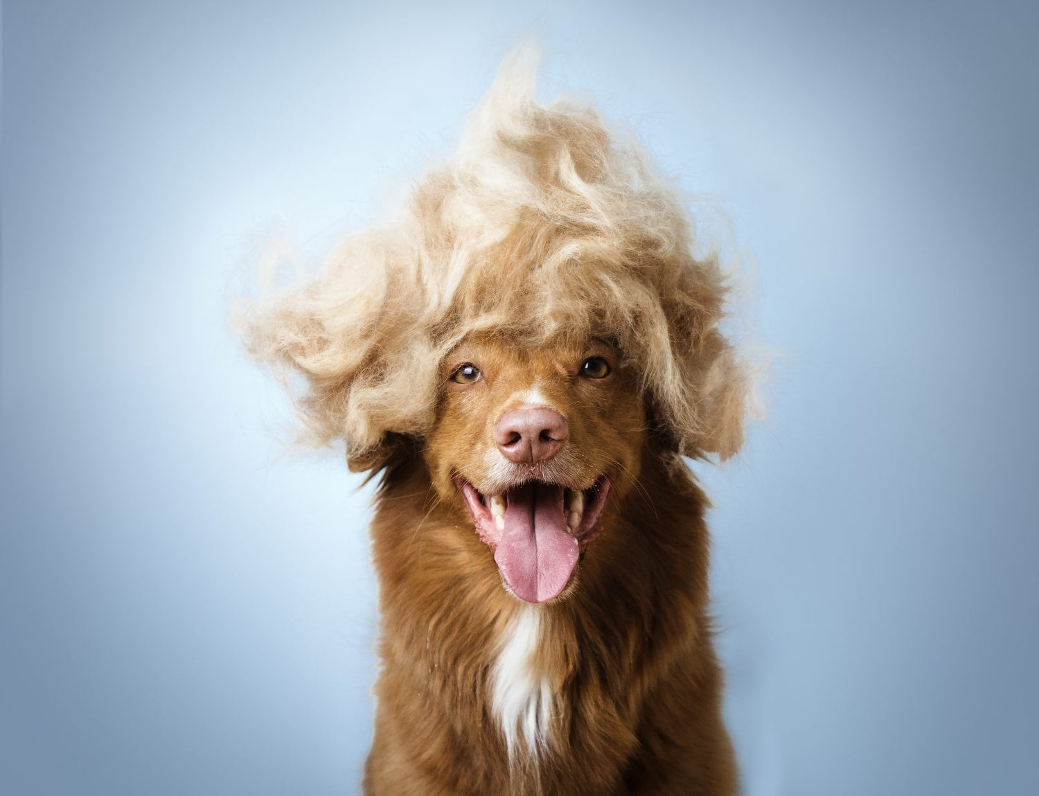 Grooming y uñas de los perros