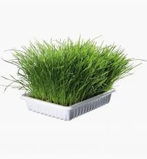 Beeztees Cat Grass - Okidogi.store