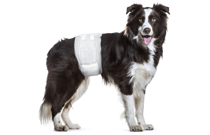 Flamingo Male Dog Diaper Okidogi.store