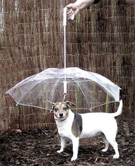 Freedog Umbrella - Okidogi.store