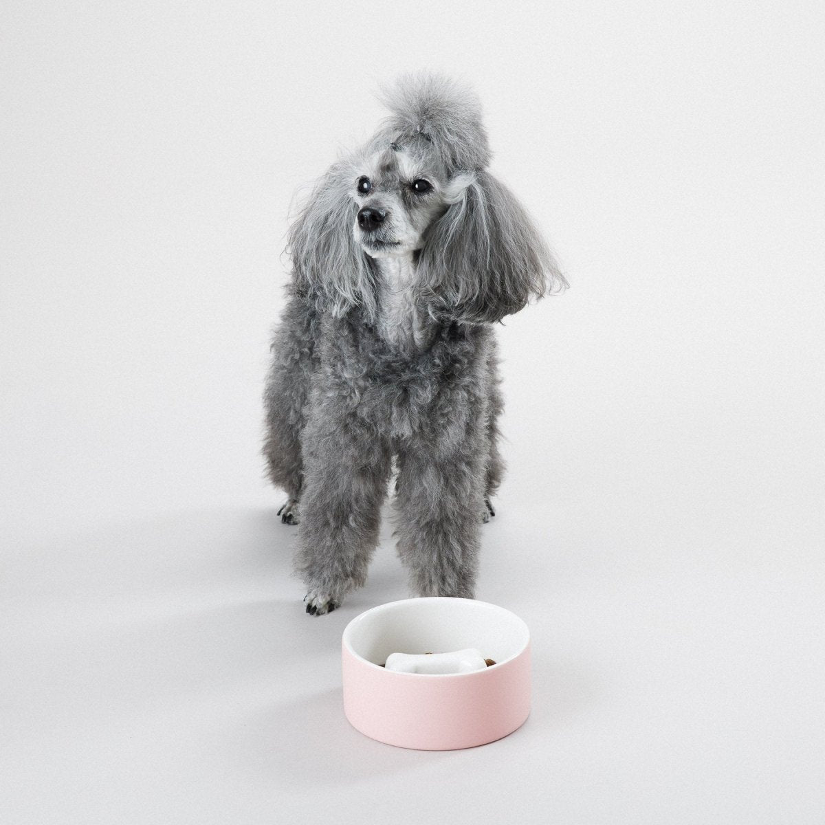 Store and feed dog bowls hotsell