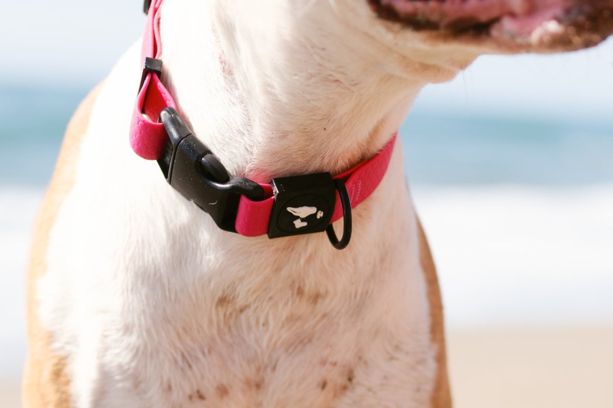 Dog best sale collar store