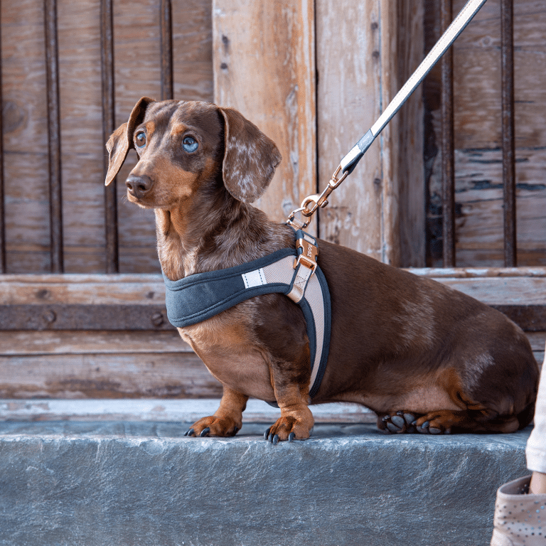 Dog online harness store